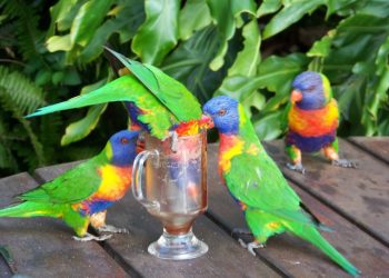 20 фото экзотических животных, которые в некоторых странах встречаются прямо на улице