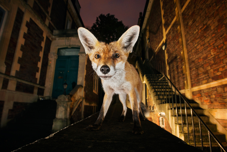 20 фото экзотических животных, которые в некоторых странах встречаются прямо на улице