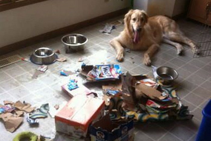 Четырехлапые разбойники: чем занимаются собаки, когда остаются дома одни (50 фото)