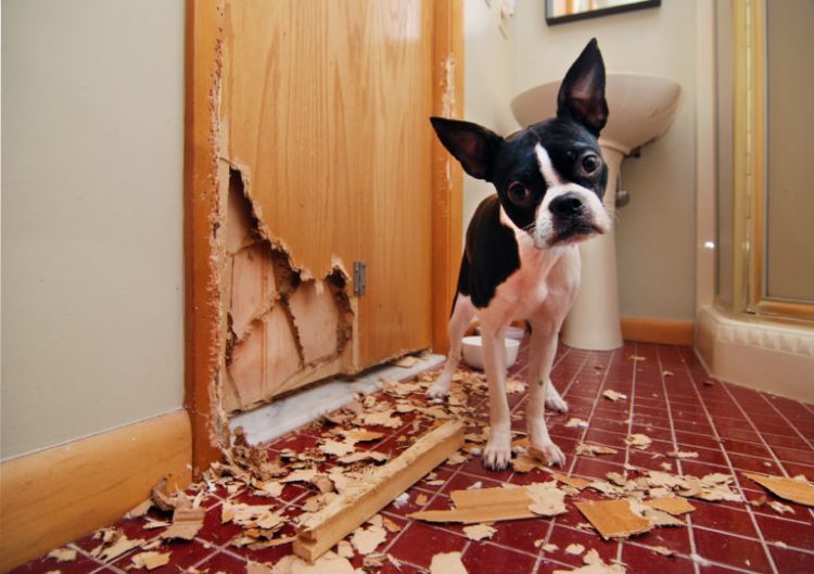 Четырехлапые разбойники: чем занимаются собаки, когда остаются дома одни (50 фото)