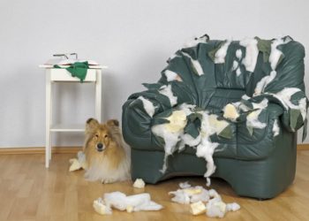 Четырехлапые разбойники: чем занимаются собаки, когда остаются дома одни (50 фото)