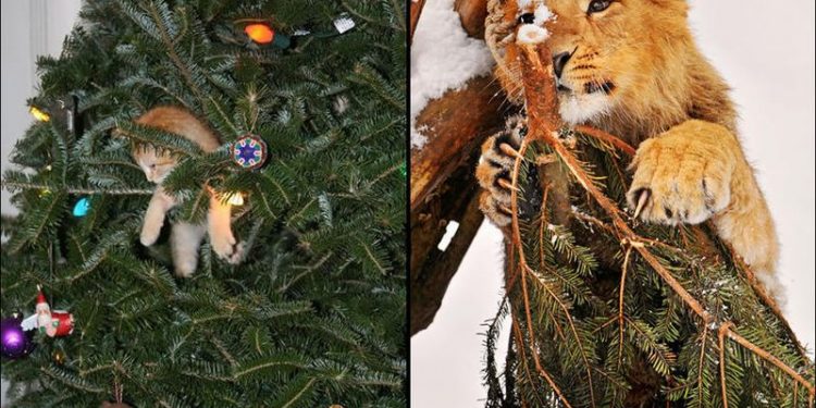 Кошки и елки: 25 фото праздничного беспредела