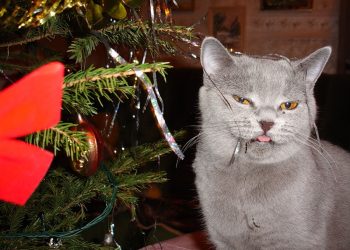 Кошки и елки: 25 фото праздничного беспредела