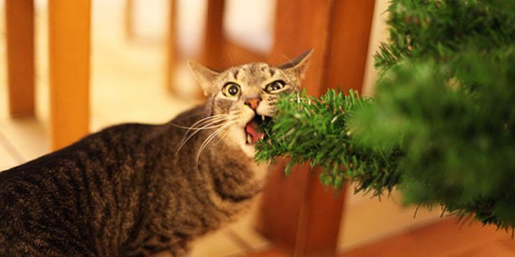 Кошки и елки: 25 фото праздничного беспредела