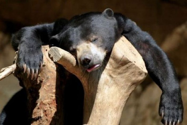Уснул не в то время: 50 веселых снимков о коварной усталости