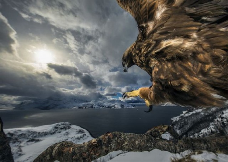 50 невероятных фото живой природы, от которых захватывает дух