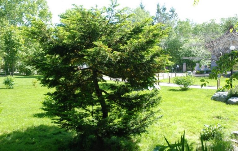 25 любопытных фактов о Курильских островах - Lite-Story