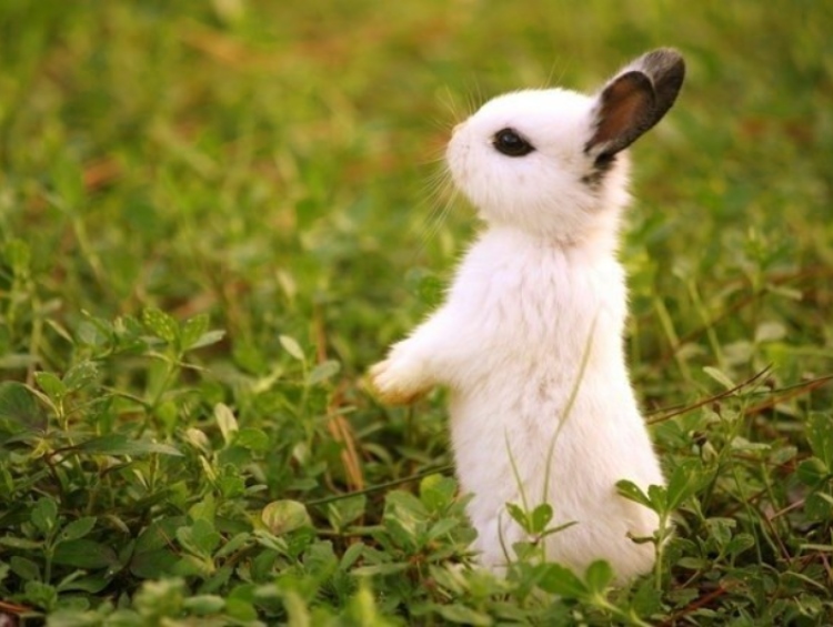 Когда индикатор "милоты" зашкаливает: 30 очаровательных фото кроликов