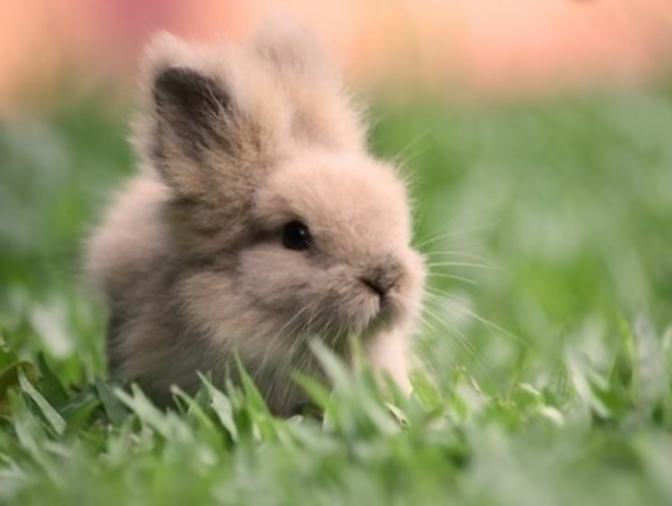 Когда индикатор "милоты" зашкаливает: 30 очаровательных фото кроликов
