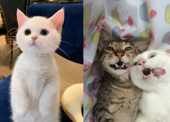 Смешные и милые котики, от которых невозможно оторвать взгляд