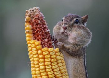 смешные животные