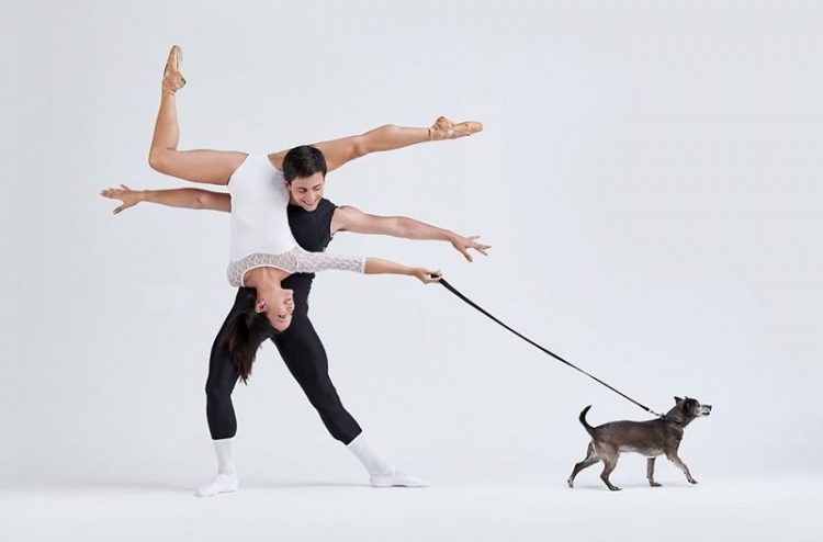 Dancers Dogs