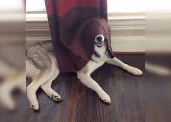 Собаки, с которыми весело играть в прятки: 30 уморительных фото