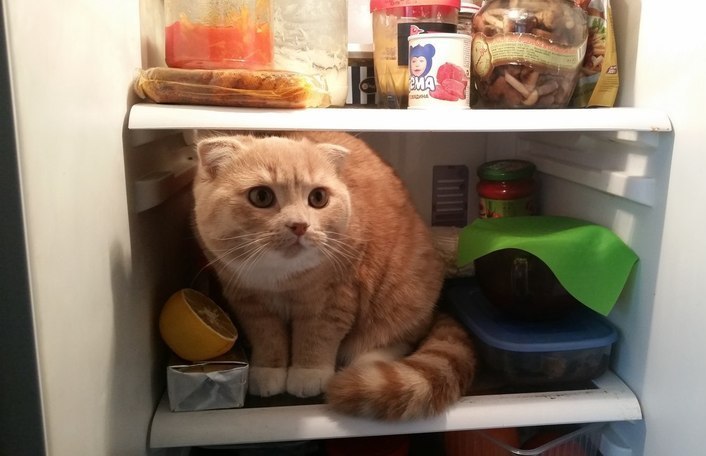 40 котов, которые оккупировали хозяйский холодильник