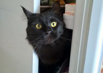 40 котов, которые оккупировали хозяйский холодильник