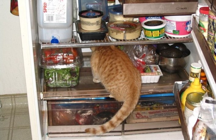 40 котов, которые оккупировали хозяйский холодильник