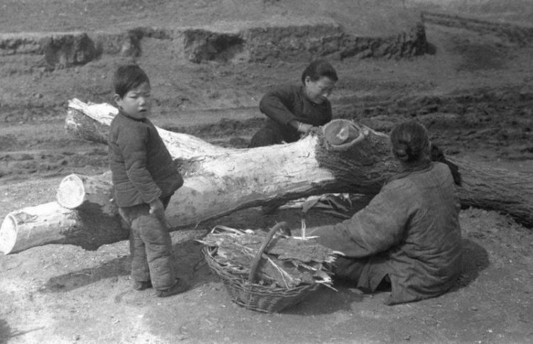 1942 Китай Провинция Хэнань. Женщины снимают кору с дерева