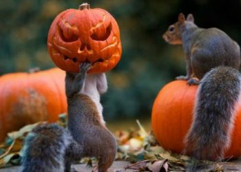 30 эмоциональных фото представителей дикой природы