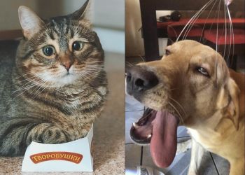 Уж очень эмоциональные животные, 30 фото