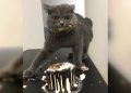 25 питомцев, которых поймали на наглых преступлениях