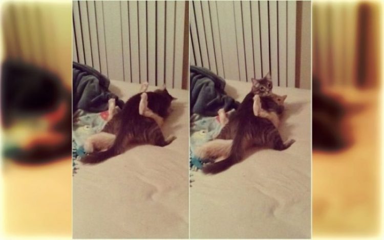 Pets Caught in the Funniest Moments