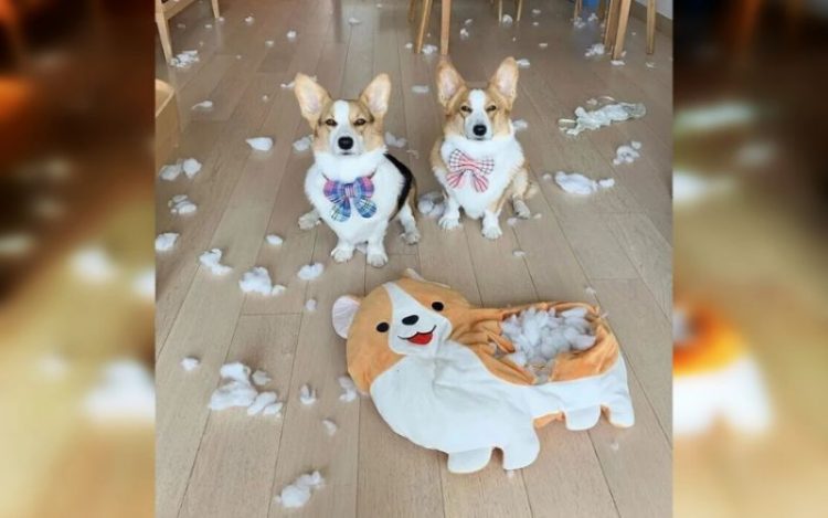 Pets Caught in the Funniest Moments