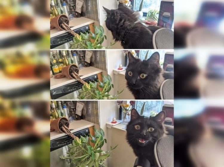 Pets Caught in the Funniest Moments