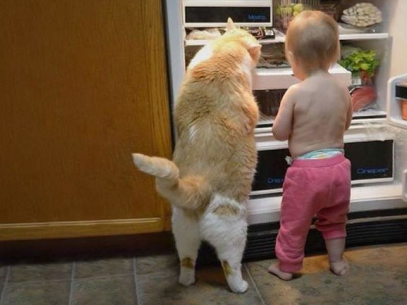 Children and Animals: Hilarious Friendship