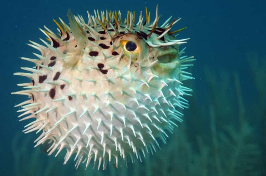 27 Most Dangerous Creatures on the Planet