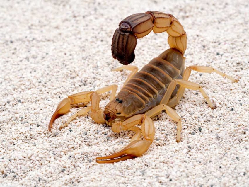 27 Most Dangerous Creatures on the Planet