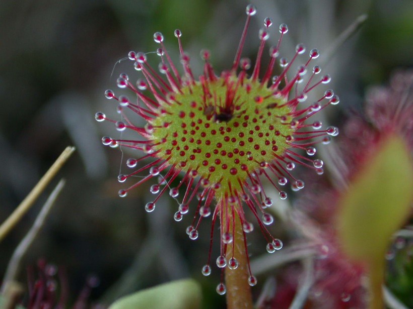 25 странных растений, о которых знают только самые любопытные всезнайки