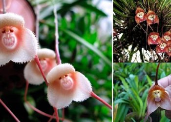 25 странных растений, о которых знают только самые любопытные всезнайки