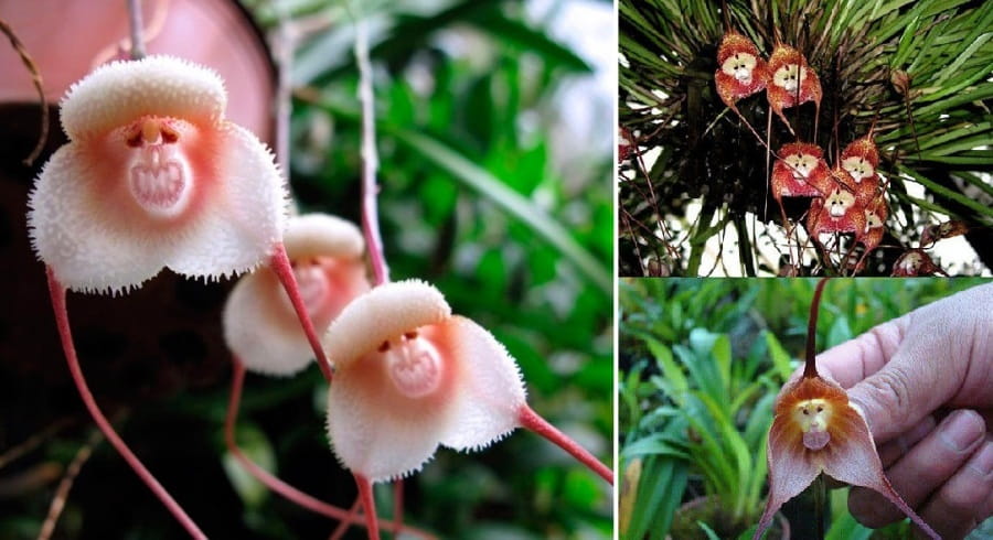 25 странных растений, о которых знают только самые любопытные всезнайки