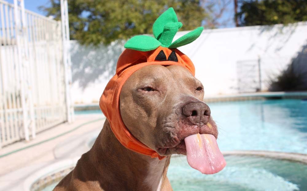 Hilarious Hounds: Captivating Photos of Funny Dogs