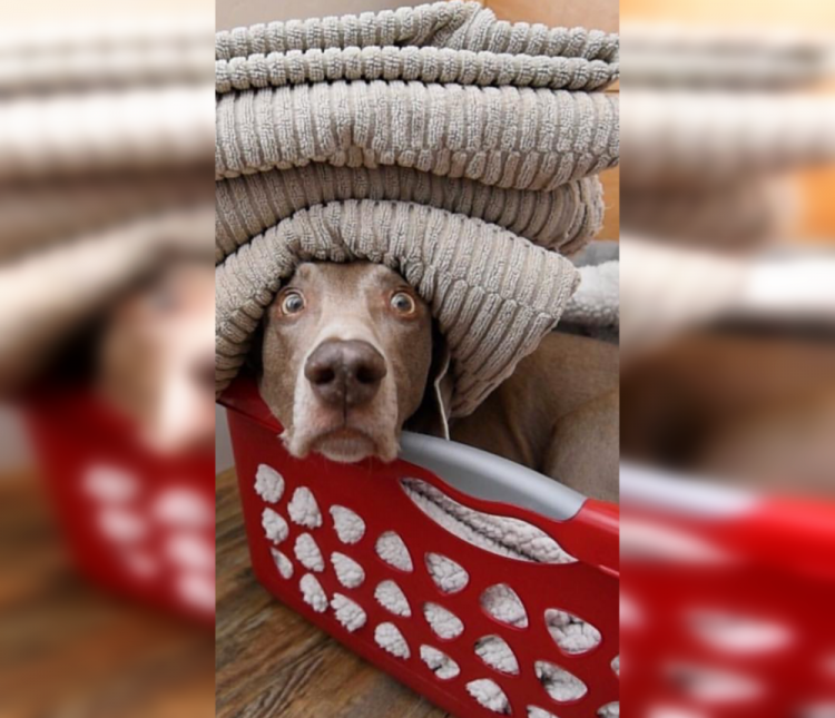 Hilarious Hounds: Captivating Photos of Funny Dogs - Lite-Story