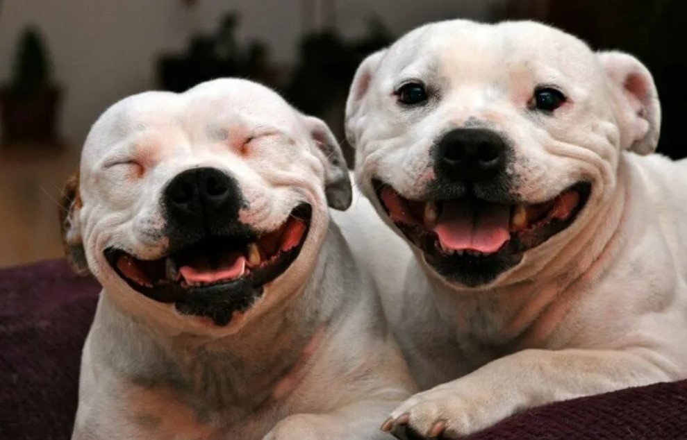 Hilarious Hounds: Captivating Photos of Funny Dogs - Lite-Story