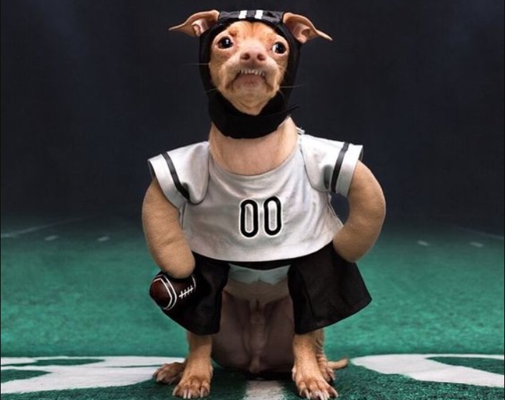 Hilarious Hounds: Captivating Photos of Funny Dogs - Lite-Story