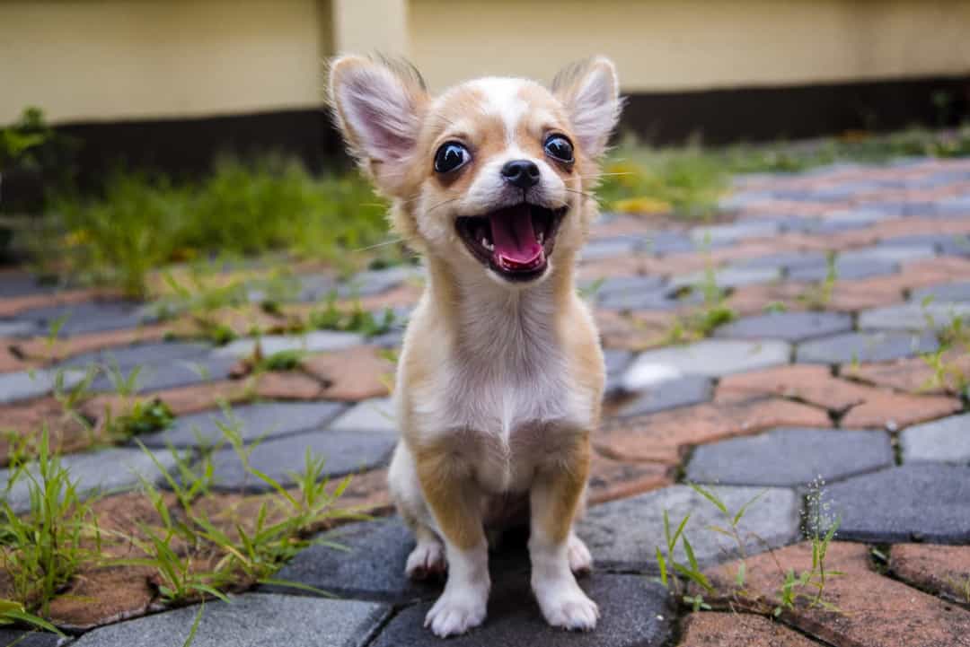 Choosing a Dog by Zodiac Sign: Which Breed Is Right for You
