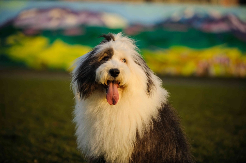 Choosing a Dog by Zodiac Sign: Which Breed Is Right for You