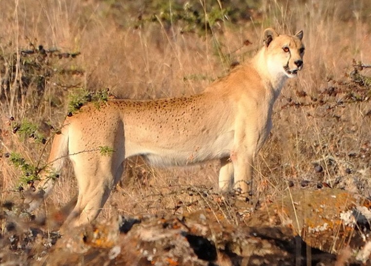 Nature's Artistry: Animals with Extraordinary Coat Hues