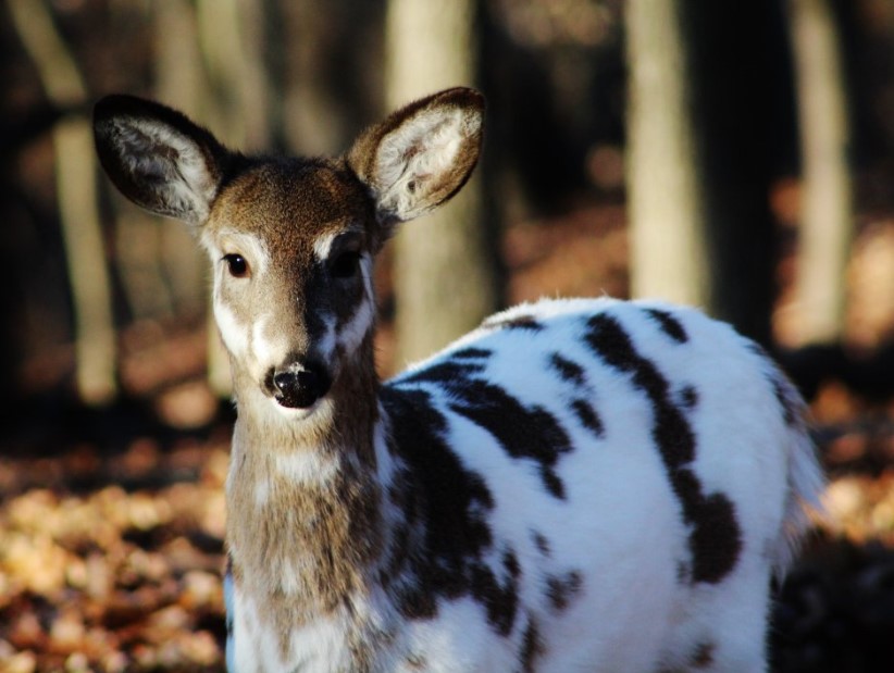 Nature's Artistry: Animals with Extraordinary Coat Hues