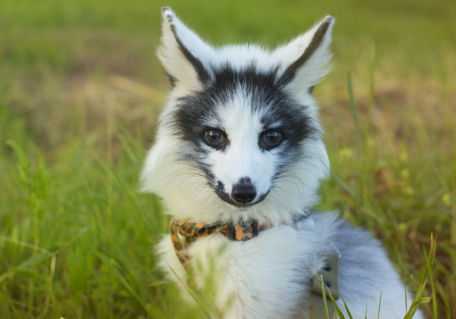 Nature's Artistry: Animals with Extraordinary Coat Hues