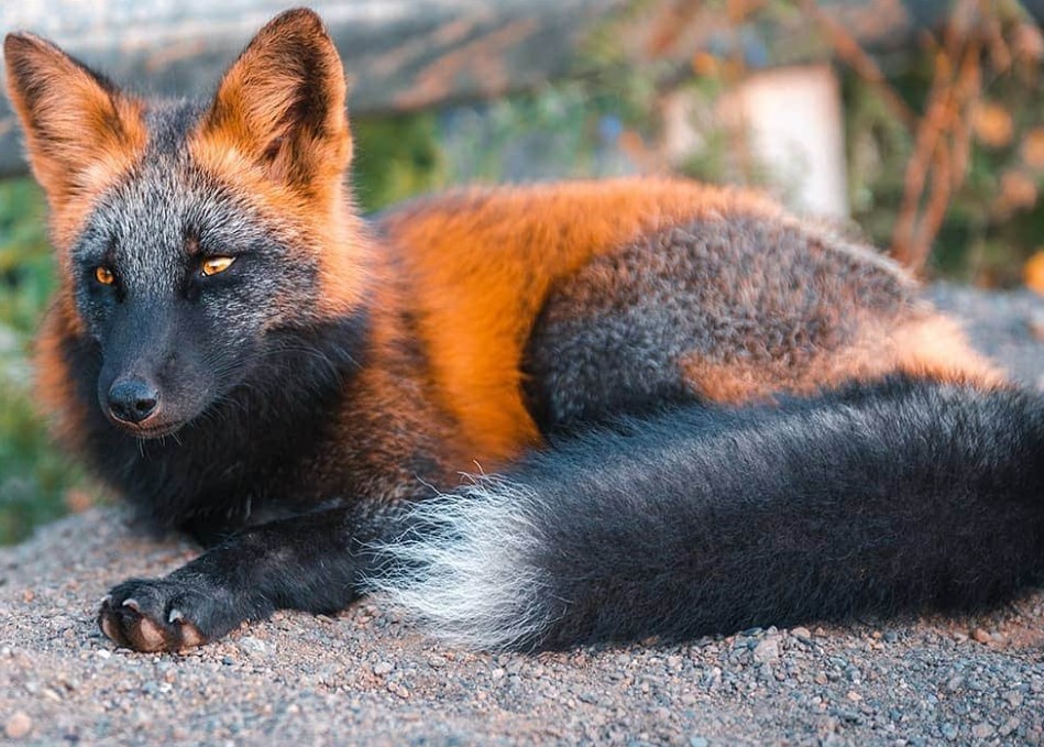 Nature's Artistry: Animals with Extraordinary Coat Hues