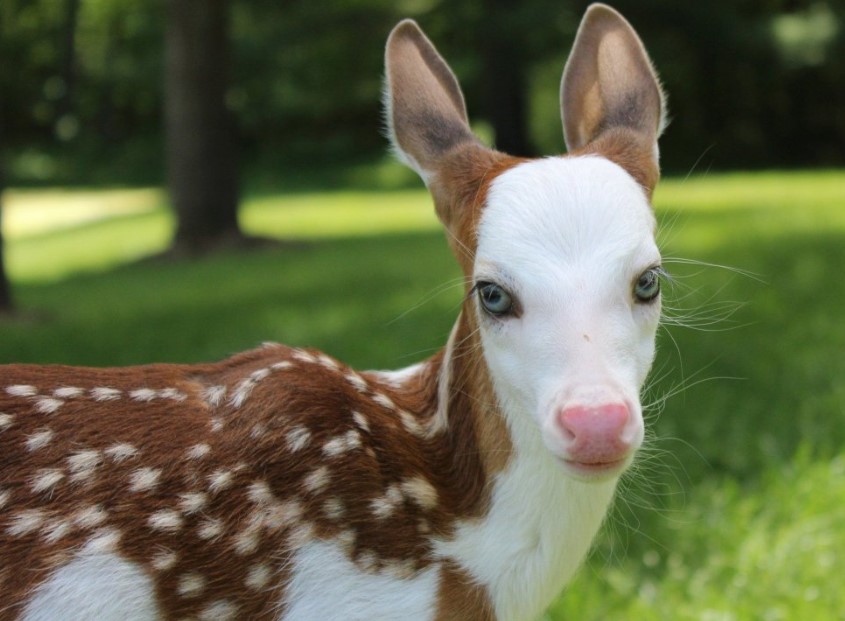 Nature's Artistry: Animals with Extraordinary Coat Hues