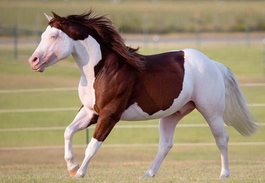 Nature's Artistry: Animals with Extraordinary Coat Hues