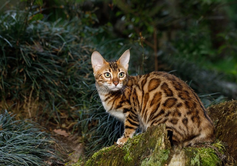 Nature's Artistry: Animals with Extraordinary Coat Hues