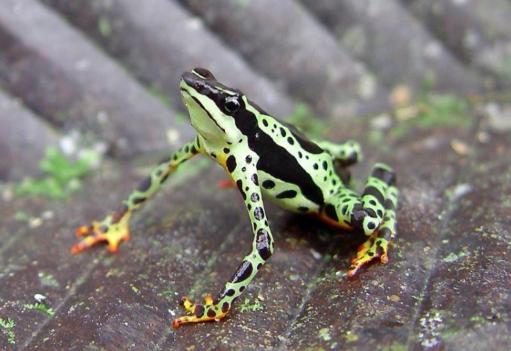 Nature's Artistry: Animals with Extraordinary Coat Hues