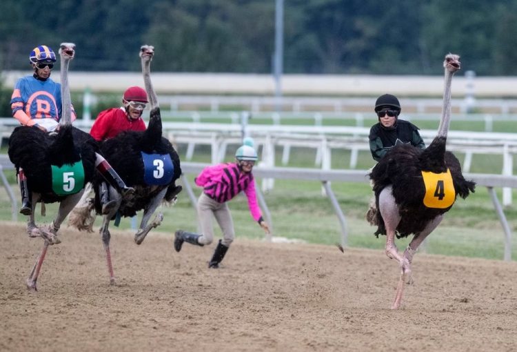 Ostrich Racing Rooks County Living on the Edge: A Glimpse into Unconventional Sports - Lite-Story