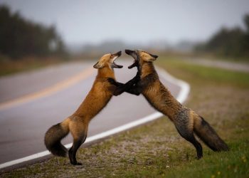 Flawless Frames: Animals Caught in the Act