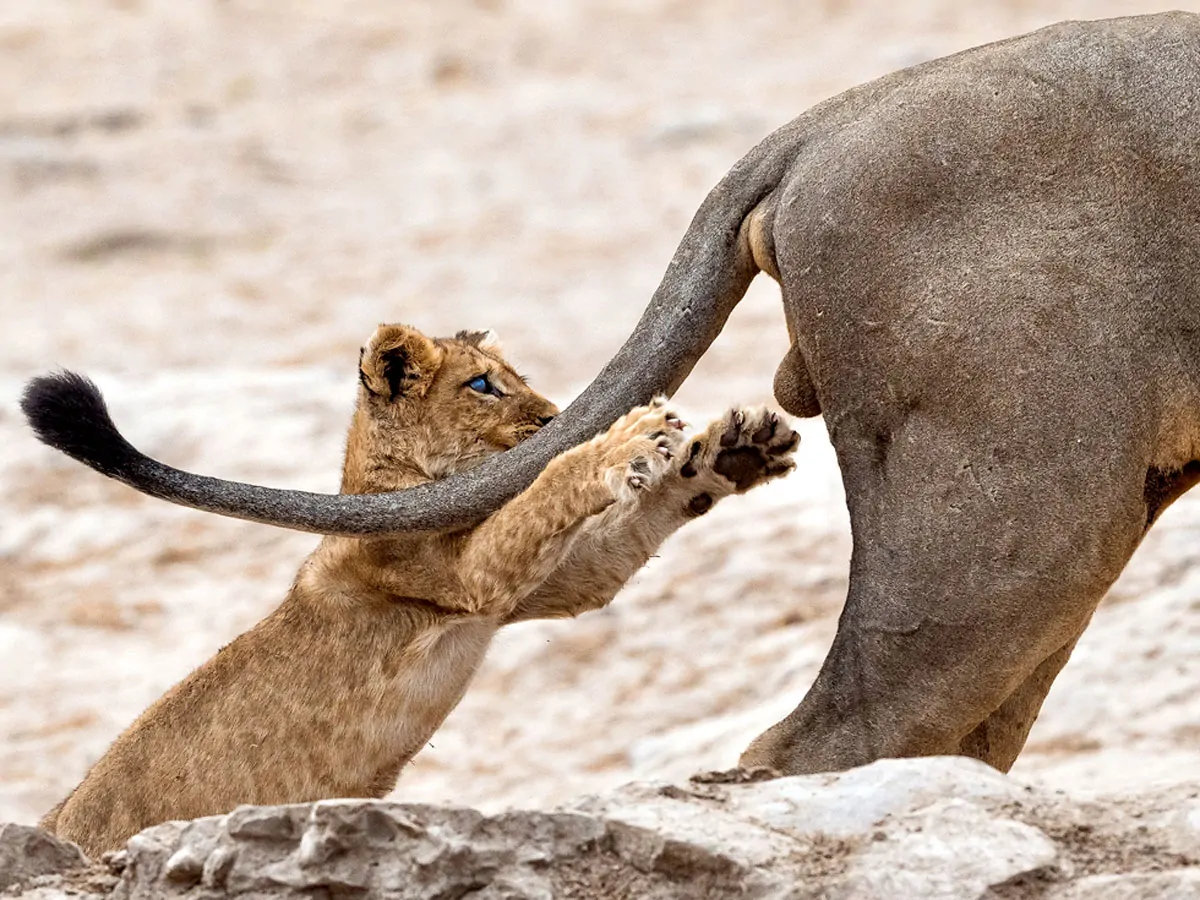 Flawless Frames: Animals Caught in the Act